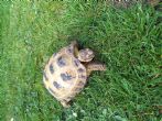 Horsfield : Female approx 8 years old (AJ)